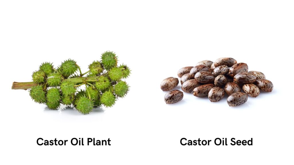 Jamaican Black Castor oil Plant and Seeds